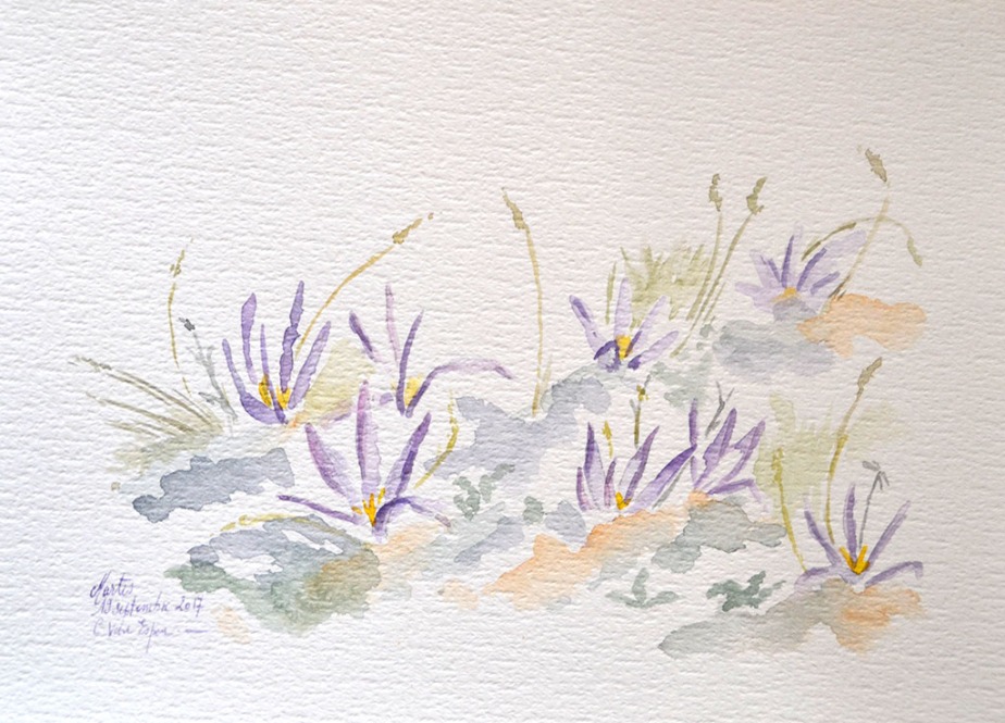 A l'aquarelle, ensemble de fleurs violettes de type crocus. Les fleurs sont posées à même le sol.