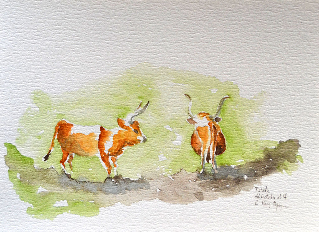 A l'aquarelle, deux vaches à très longues cornes en forme de lyre. Leur robe est rousse. Sur la gauche, la vache est de profil. Sur la droite, elle est de dos
