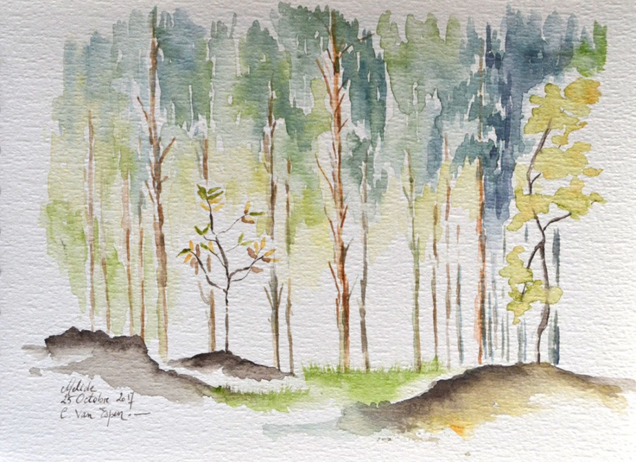 A l'aquarelle, une forêt d'eucalyptus croquée de face